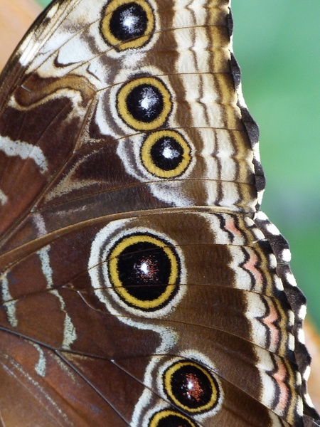 butterfly noctuinae stubs wing 