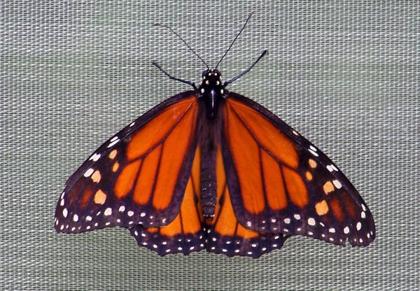 butterfly on screen