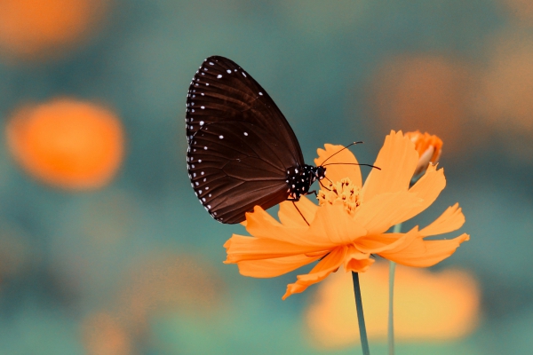 butterfly on yellow flower 