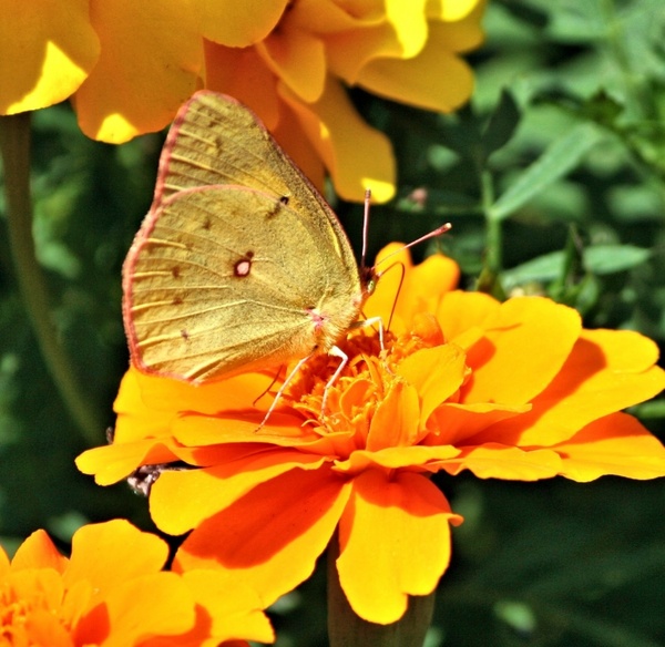 butterfly orange sulphur colias eurytheme
