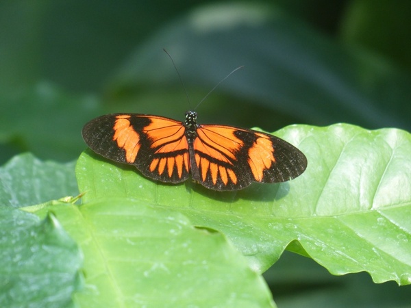 butterfly passion butterfly heliconius melpomene