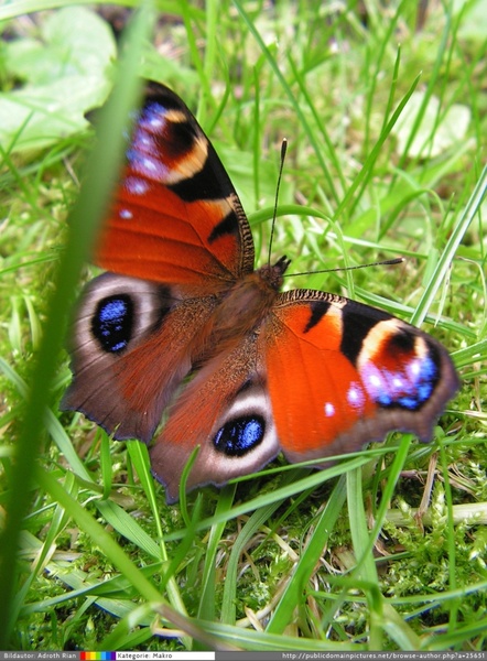 butterfly peacock