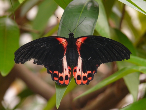 butterfly scarlet schwalbenschwanz papilio rumanzovia