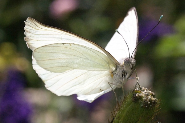butterfly white nature