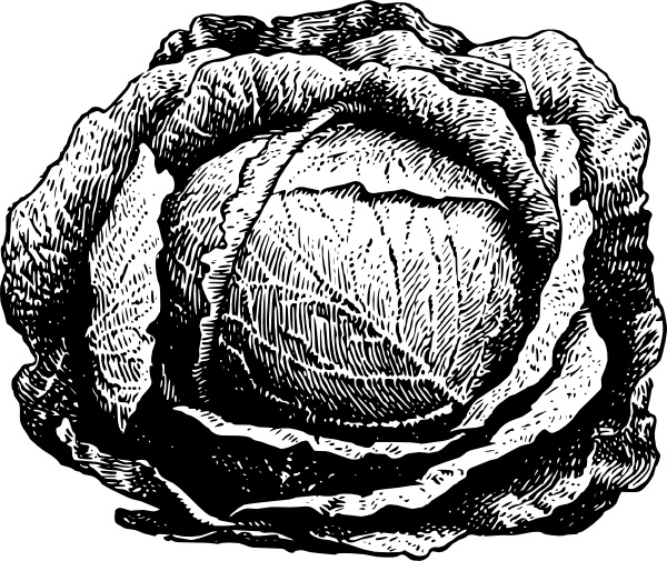 Cabbage clip art