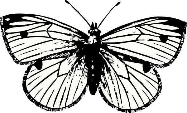 Cabbage Moth clip art