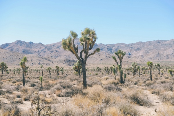 cacti cactus desert dry flora hot landscape mojave