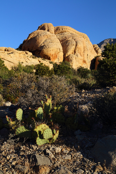 cactus and rocks