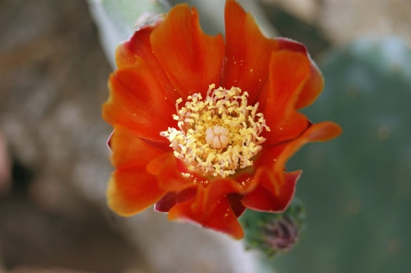 cactus blossom cactus bloom