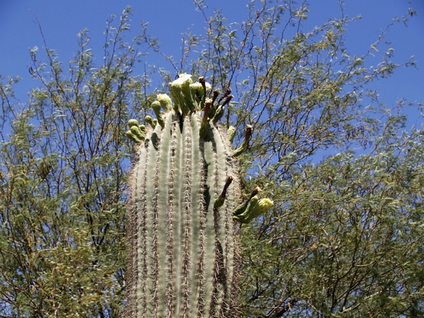 cactus blossom tall