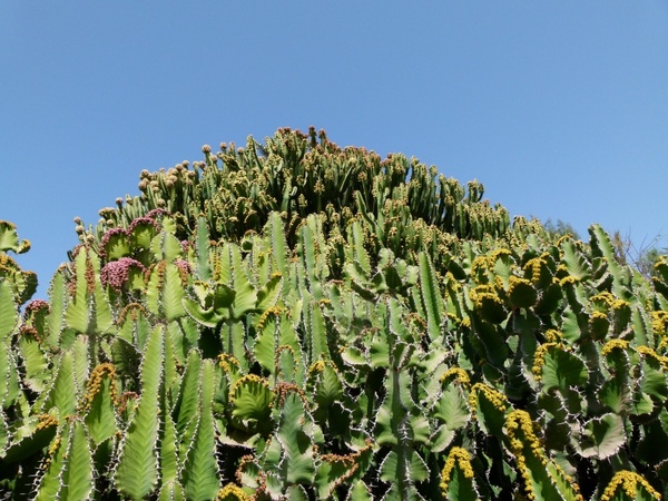 cactus cacti plants 
