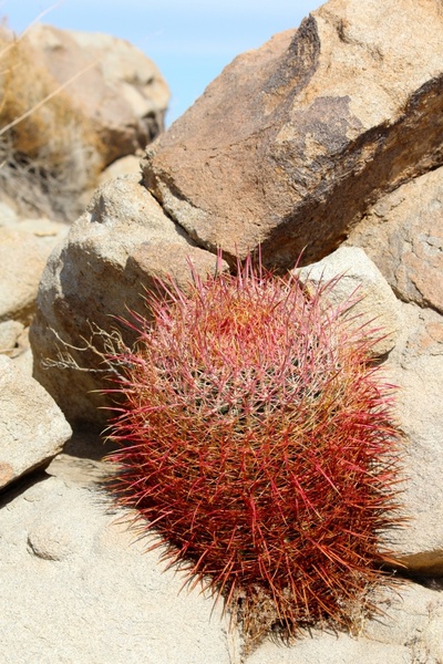 cactus california barrel cactus cactaceae 