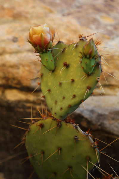 cactus flower 