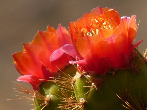 cactus flower red 