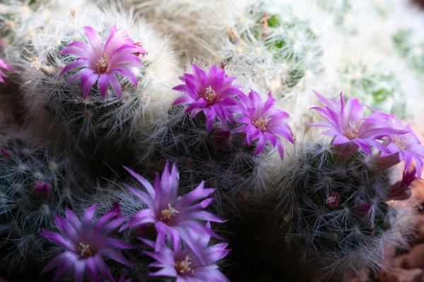 cactus flowering cactus purple