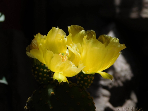 closeup of yellow cactus flowers