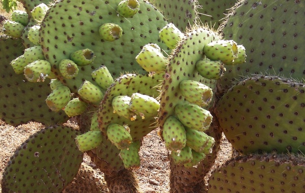 cactus on galapagos island