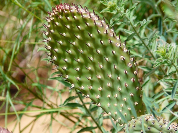 cactus plant flora