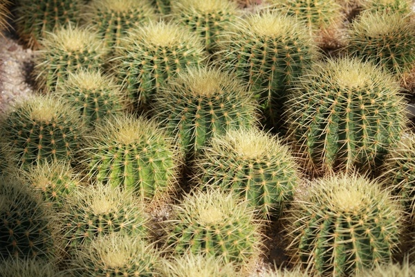 cactus plants green 