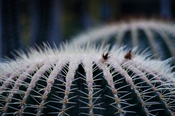 cactus prickly plant