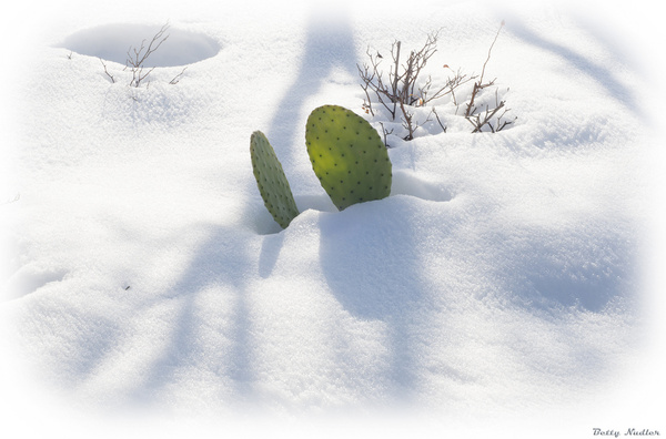 cactus shadow and snow
