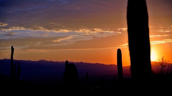 cactus sunrise