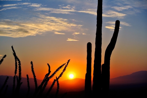cactus sunrise desert 