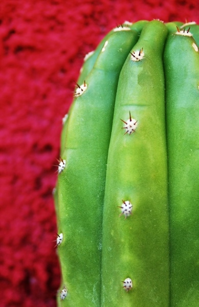 cactus texture green