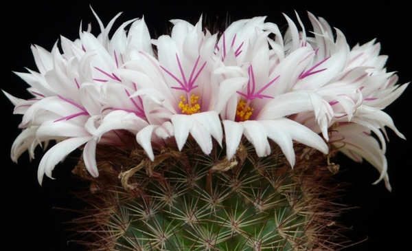 cactus white flowers