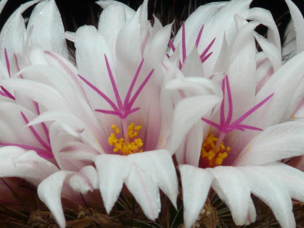 cactus white flowers