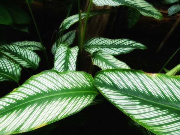 calathea ornata plants leaves