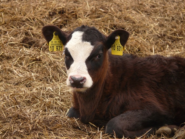 calf cow animal