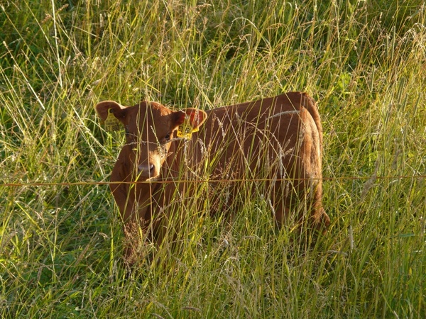 calf cow hidden