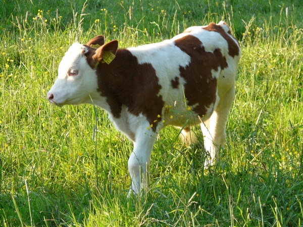 calf young animal cow