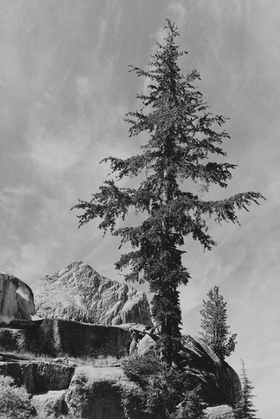 california 1930s black and white