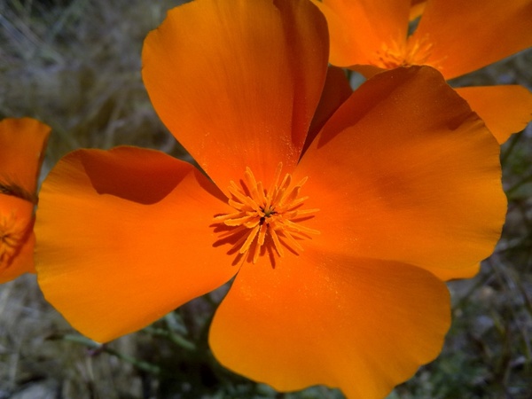 california poppies flower orange