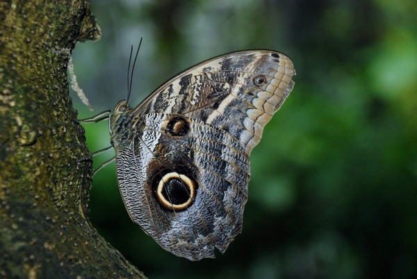 caligo eurilochus butterfly animal