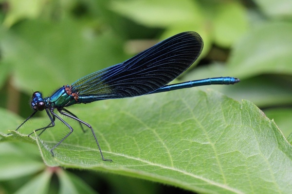 calopteryx splenderns insect dragon fly