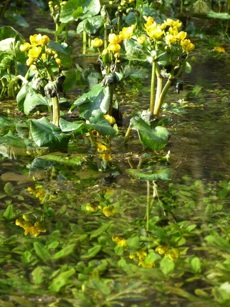 caltha palustris hahnemann foot greenhouse yellow