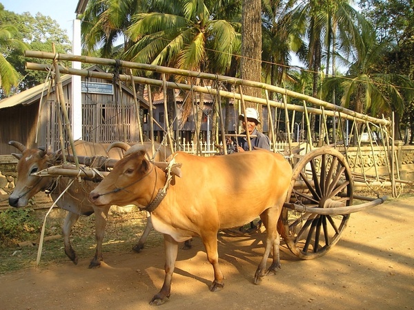 cambodia oxen ox