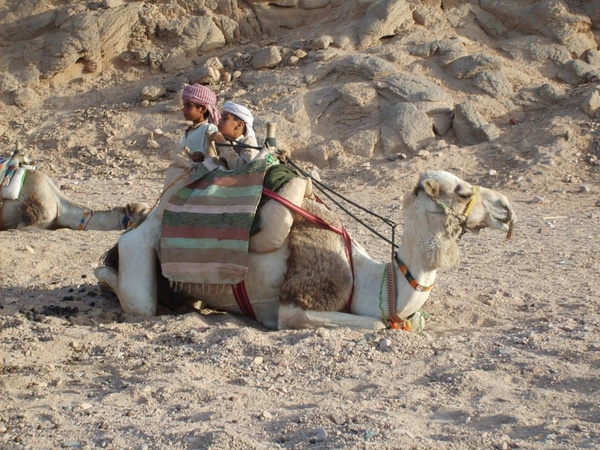 camel desert mountain 
