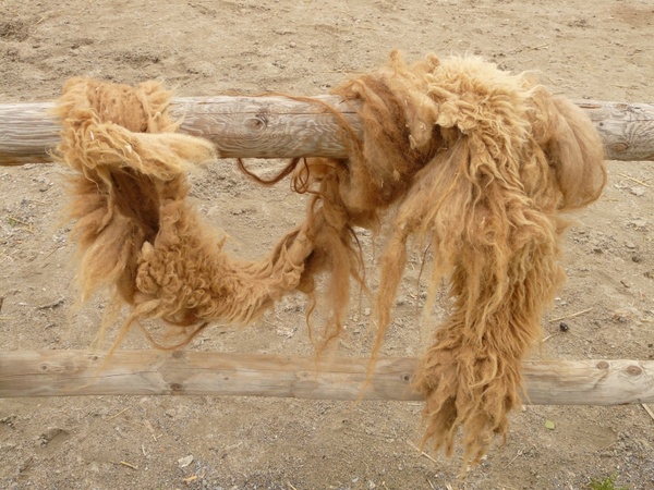 camel hair camel coat fur