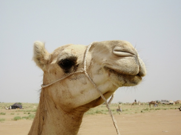 camel niger nature