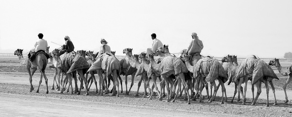 camel train