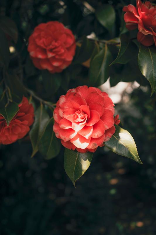 camellia blossom scenery picture elegant contrast closeup 