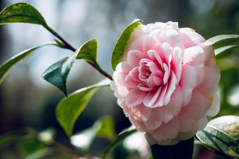 camellia flower picture backdrop closeup elegance 
