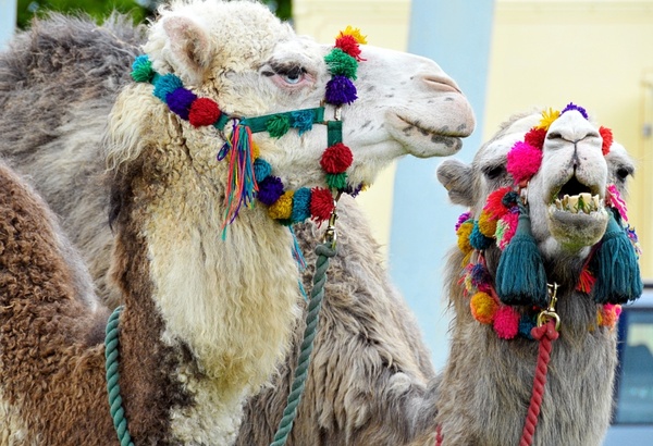 camels blue eyed animals