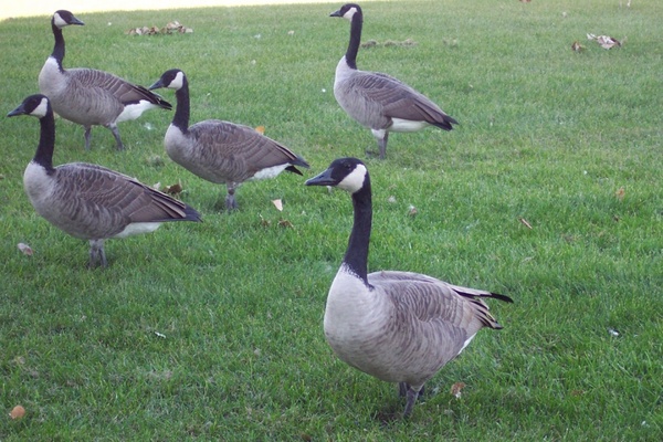 canada geese urban