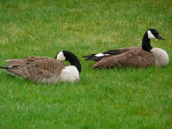 canada geese water birds animals