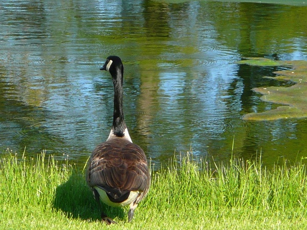 canada goose pond water